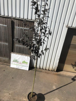 Rotblättrige Nelkenkirsche "Royal Burgundy" (Prunus serrulata "Royal Burgundy) im Großcontainer Alleebaum 3-4 m